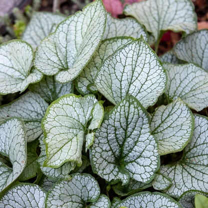 Kaukasisch vergeet-mij-nietje 'Jack Frost' (Brunnera), productfoto 8