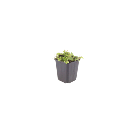 Kruipklokje - set van 6 – voor tuin & terras