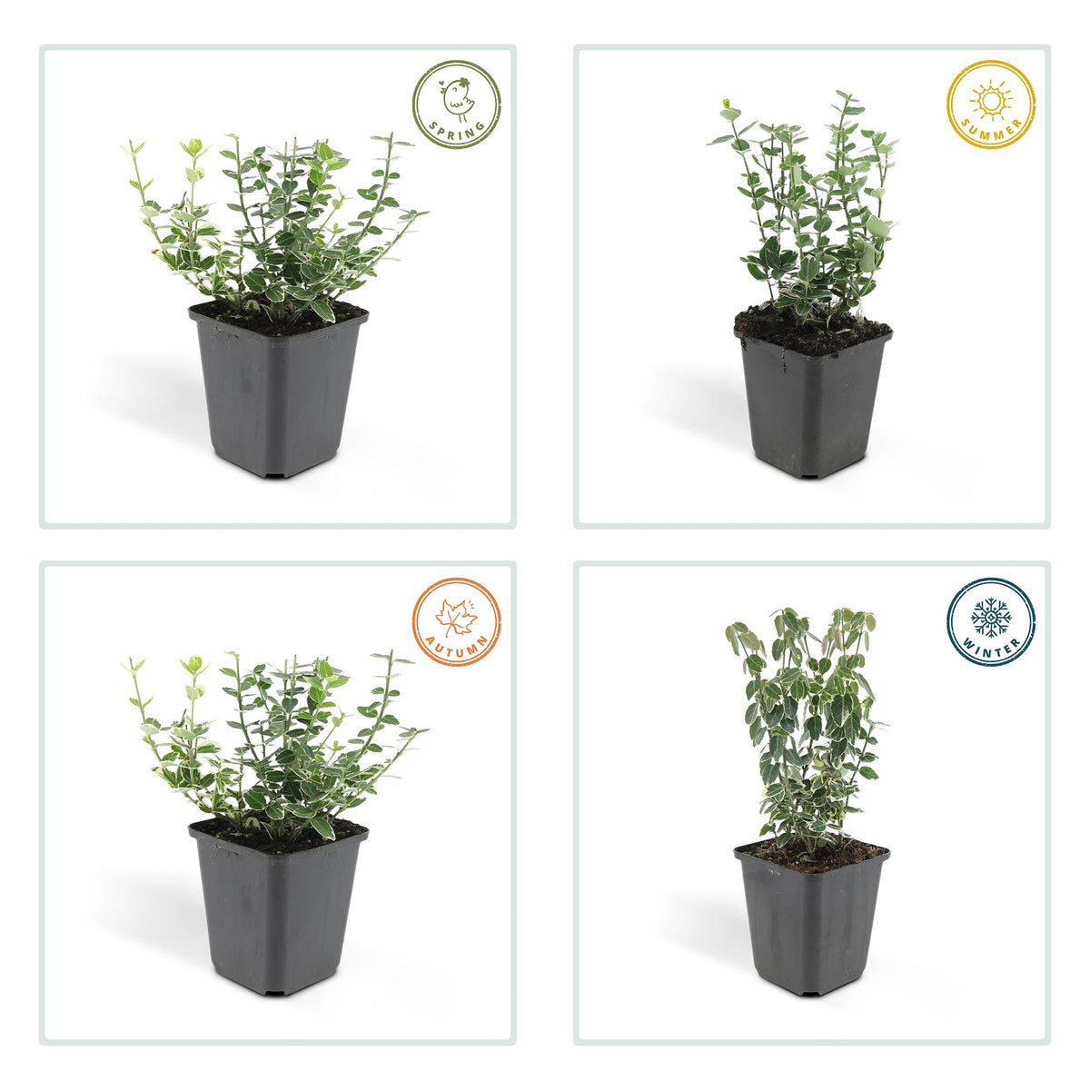Kardinaalsmuts 'Emerald Gaiety' - set van 6 – voor tuin & terras