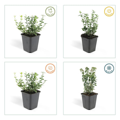 Kardinaalsmuts 'Emerald Gaiety' - set van 6 – voor tuin & terras