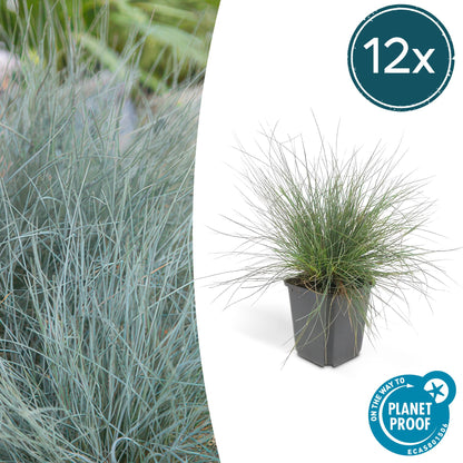 Blauw schapengras 'Elijah Blue' - set van 12 – voor tuin & terras