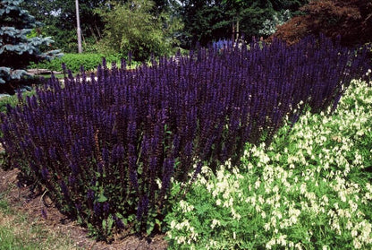 Siersalie 'Mainacht' (Salvia)