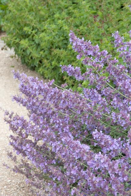 Kattenkruid 'Walker's Low' (Nepeta), productfoto 3