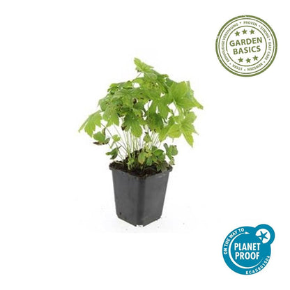Ooievaarsbek (Geranium nodosum) - set van 6 – voor tuin & terras