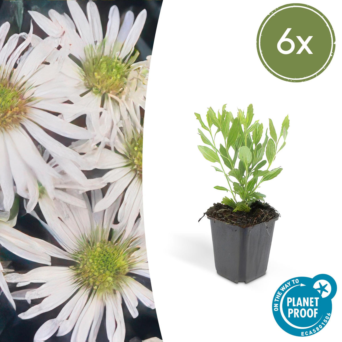 Herfstaster 'Ashvi' - set van 6 – voor tuin & terras
