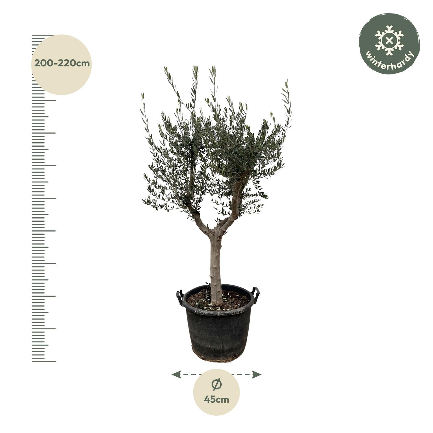 Olijfboom (Olea Europaea) Cultivo — 230 cm