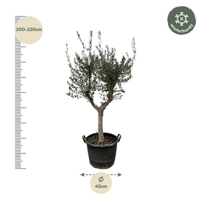 Olijfboom (Olea Europaea) Cultivo — 230 cm