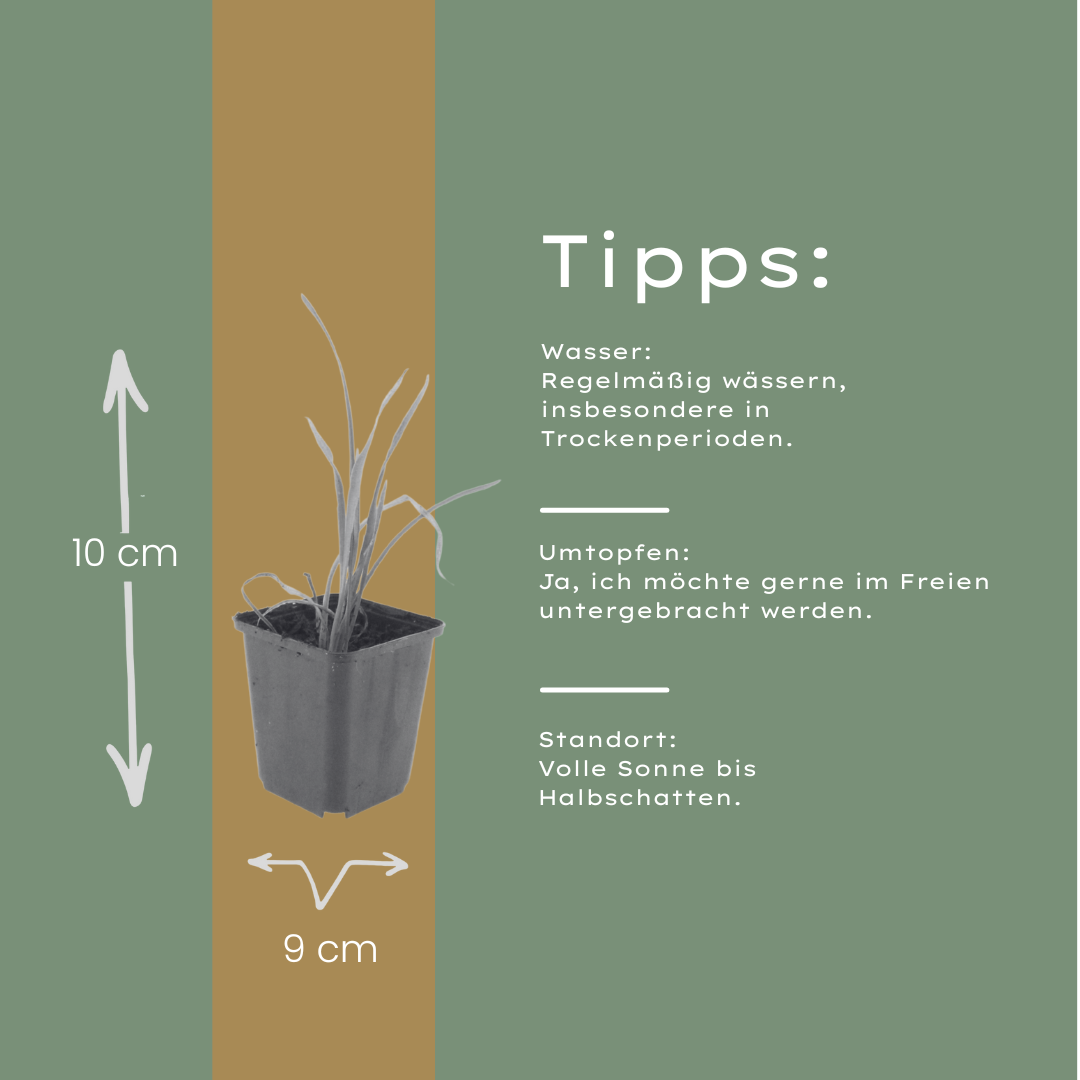 Daglelie 'Stella de Oro' - set van 6 – voor tuin & terras