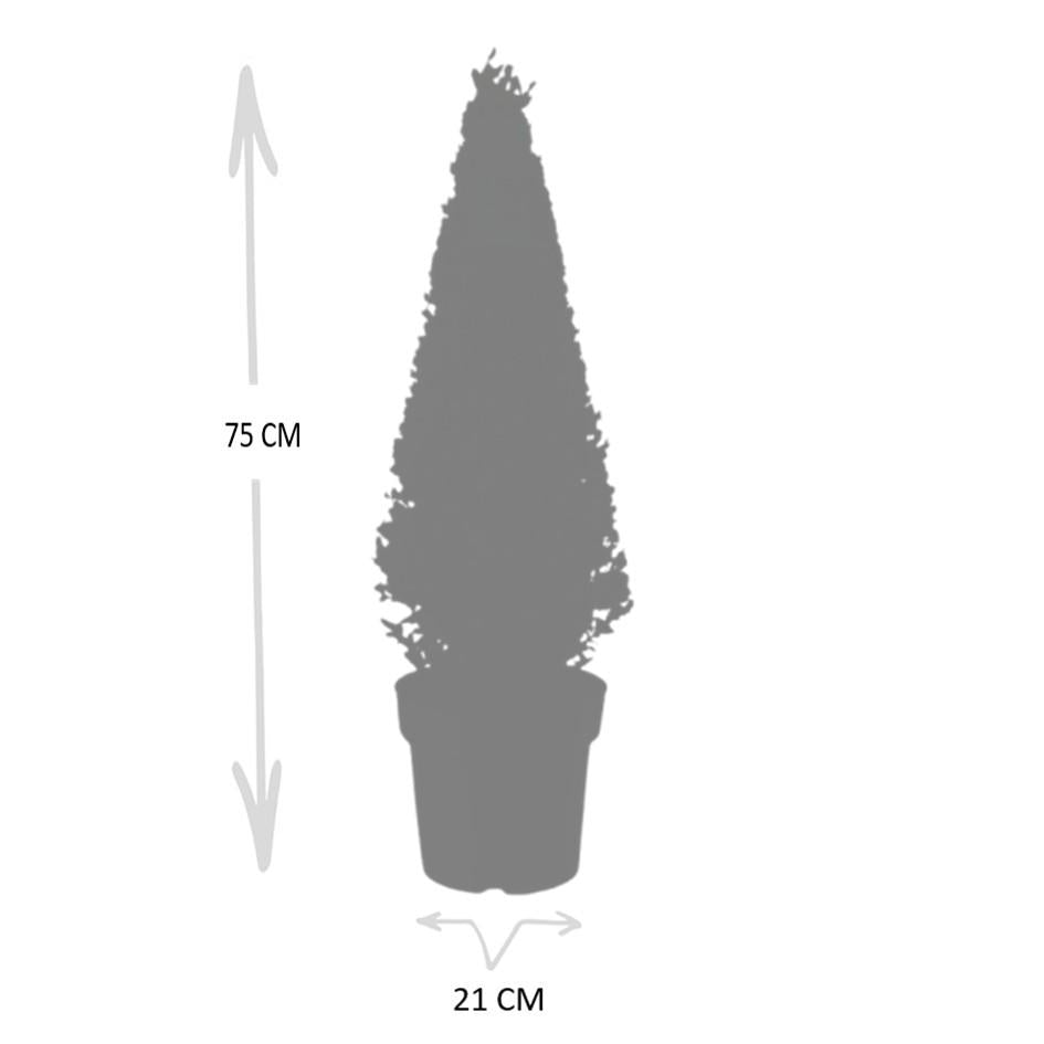 Hulst piramide (Ilex crenata) 55 cm – voor tuin & terras