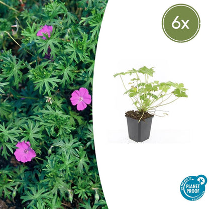 Ooievaarsbek 'Tiny Monster' - set van 6 – voor tuin & terras