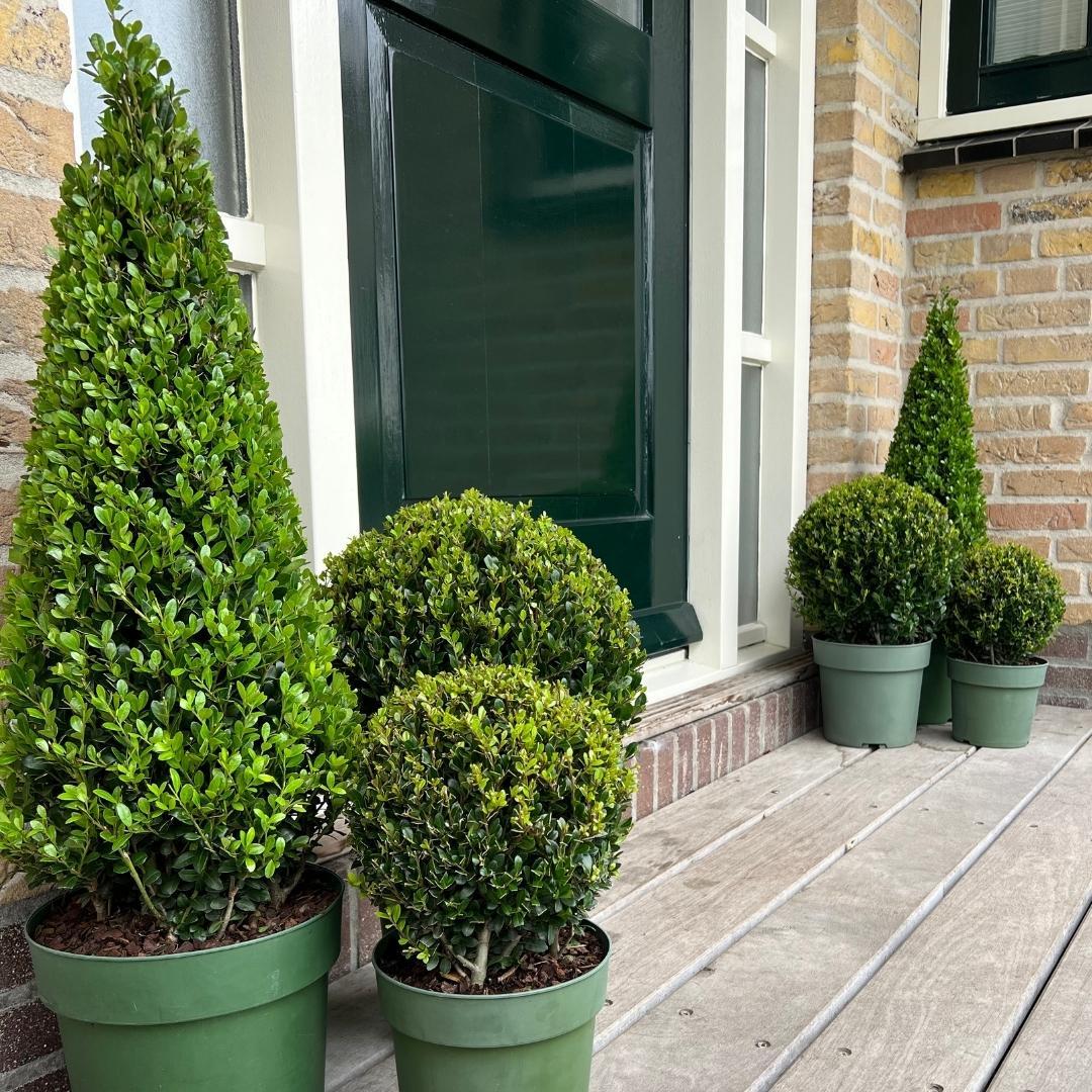 Hulst piramide (Ilex crenata) 55 cm – voor tuin & terras