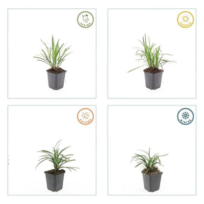 Leliegras 'Moneymaker' - set van 6 – voor tuin & terras