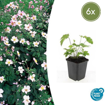 Herfstanemoon 'Robustissima' - set van 6 – voor tuin & terras