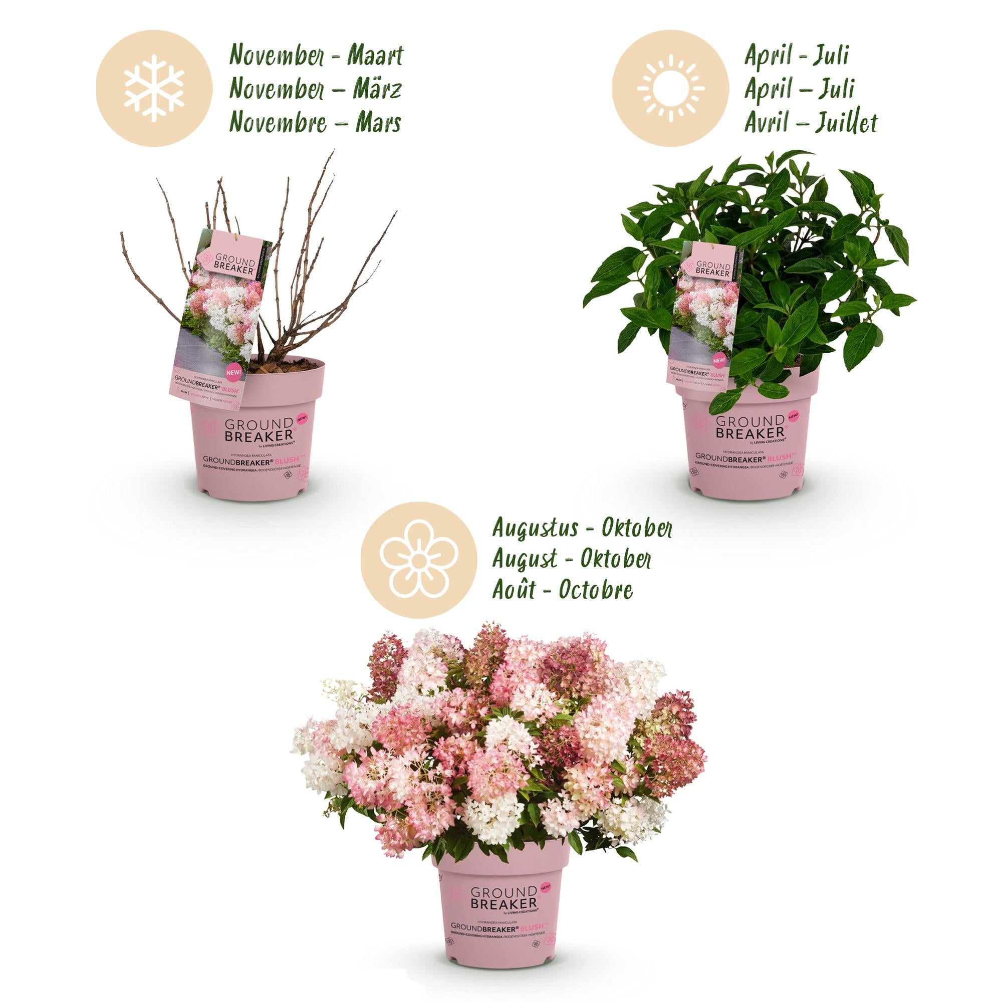 Pluimhortensia 'Groundbreaker' Blush (Hydrangea)