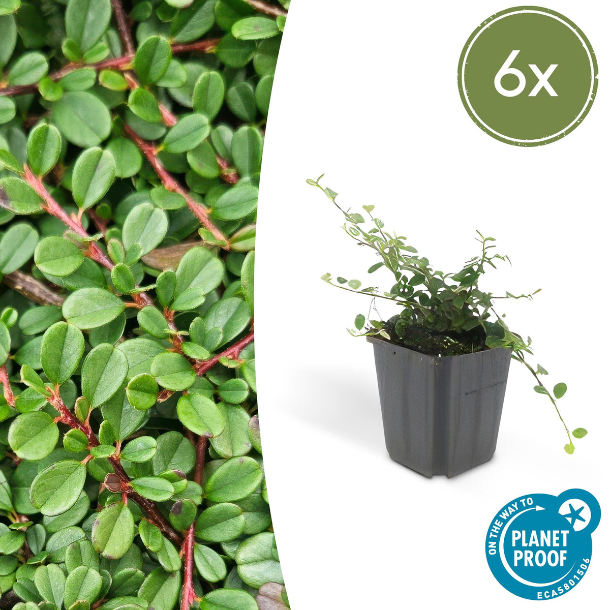 Dwergmispel 'Streib's Findling' - set van 6 – voor tuin & terras