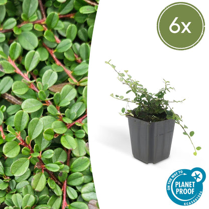 Dwergmispel 'Streib's Findling' - set van 6 – voor tuin & terras