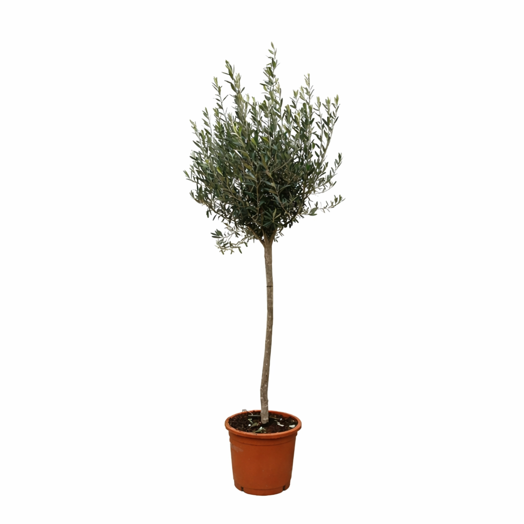 Olijfboom op stam - 160 cm