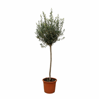 Olijfboom op stam - 160 cm – voor tuin & terras