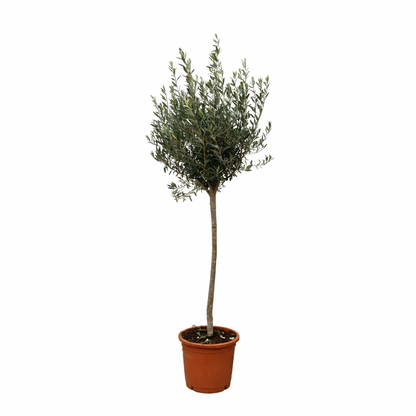 Olijfboom op stam - 160 cm