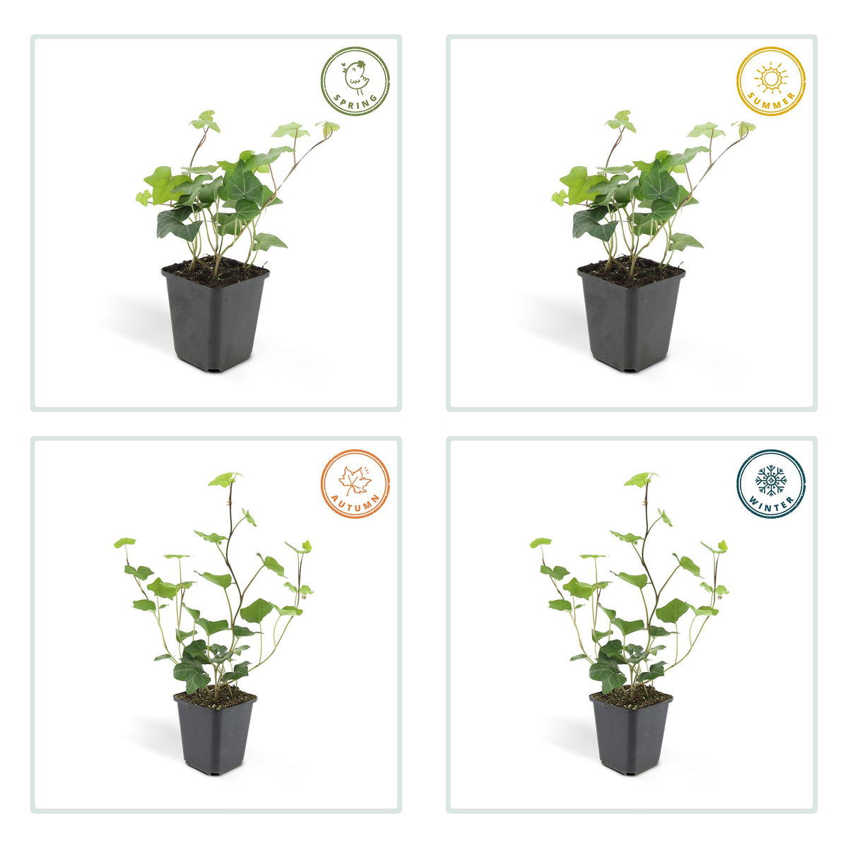 Ierse klimop (Hedera hibernica) - set van 6 – voor tuin & terras