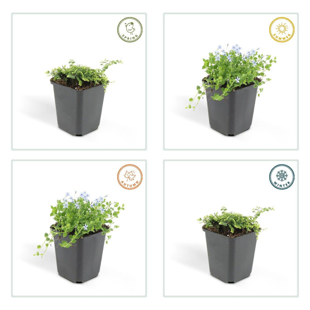 Blauw sterretje (Isotoma fluviatilis) - set van 6 – voor tuin & terras
