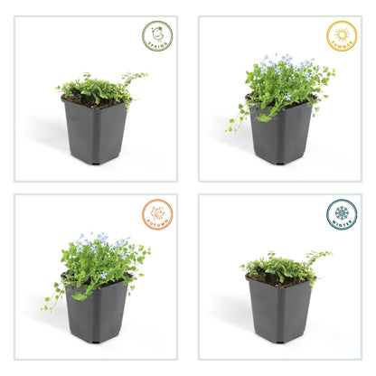 Blauw sterretje (Isotoma fluviatilis) - set van 6 – voor tuin & terras