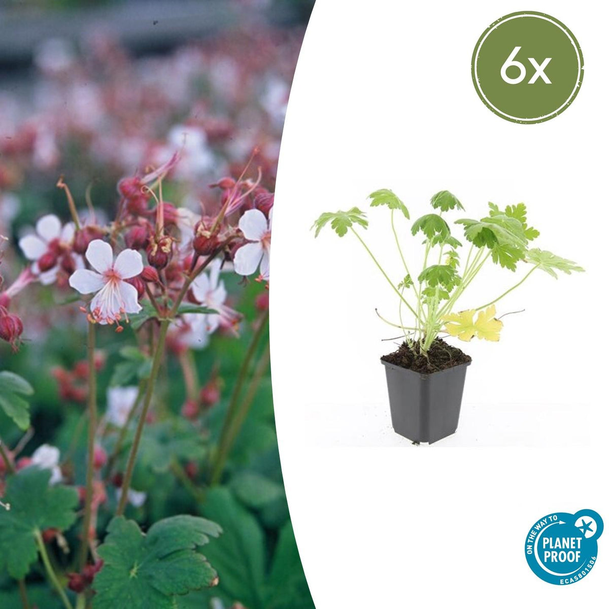 Ooievaarsbek 'Spessart' - set van 6 – voor tuin & terras