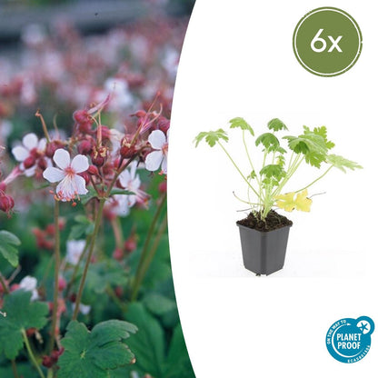 Ooievaarsbek 'Spessart' - set van 6 – voor tuin & terras