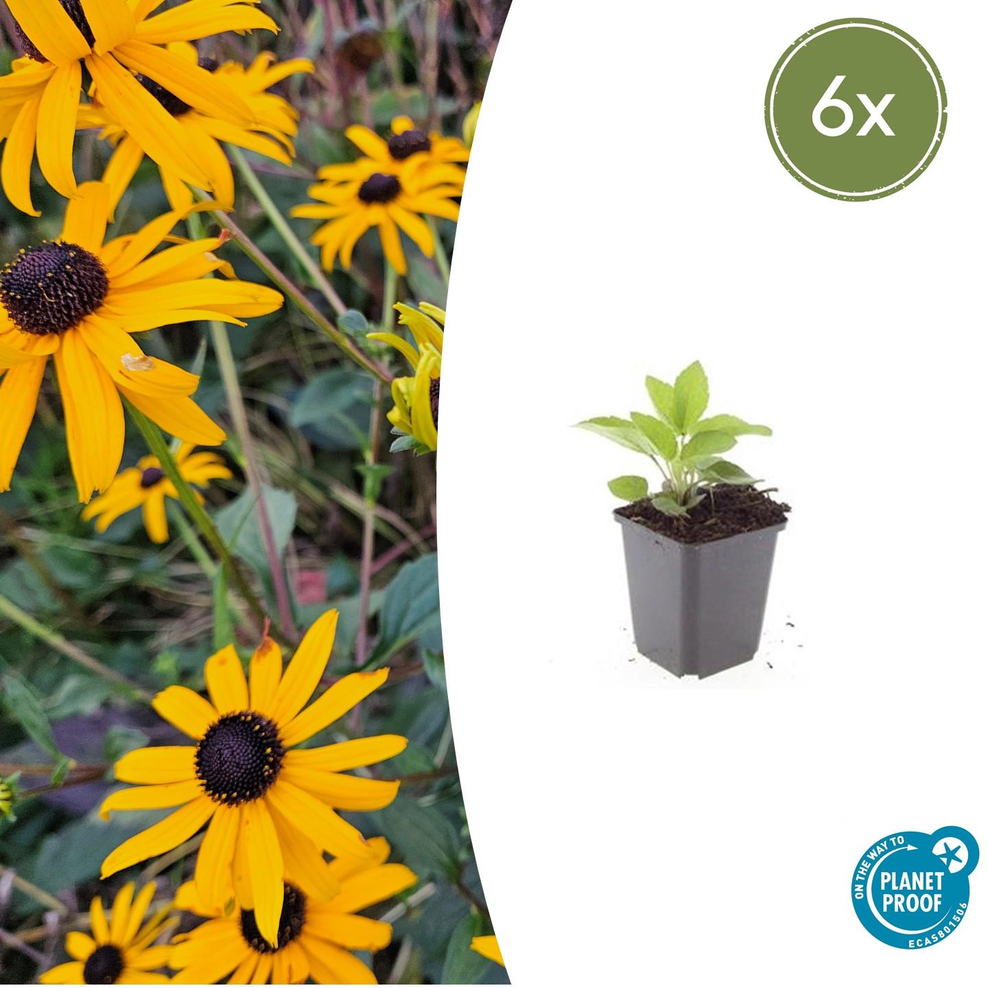 Gele zonnehoed 'Goldsturm' (Rudbeckia)