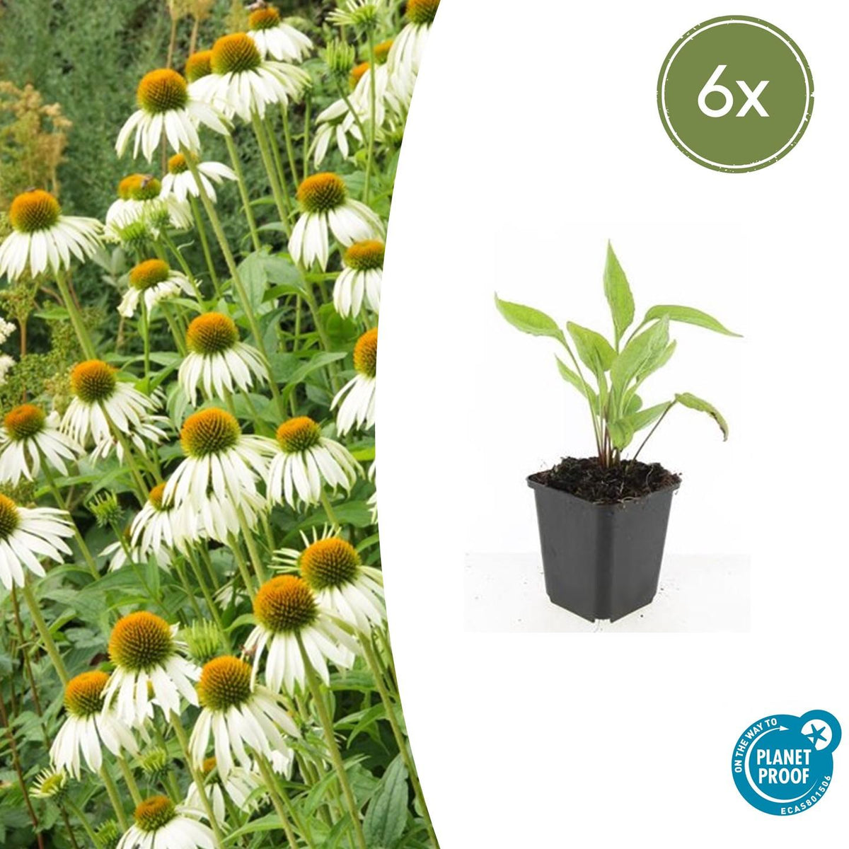 Zonnehoed 'White Swan' - set van 6 – voor tuin & terras