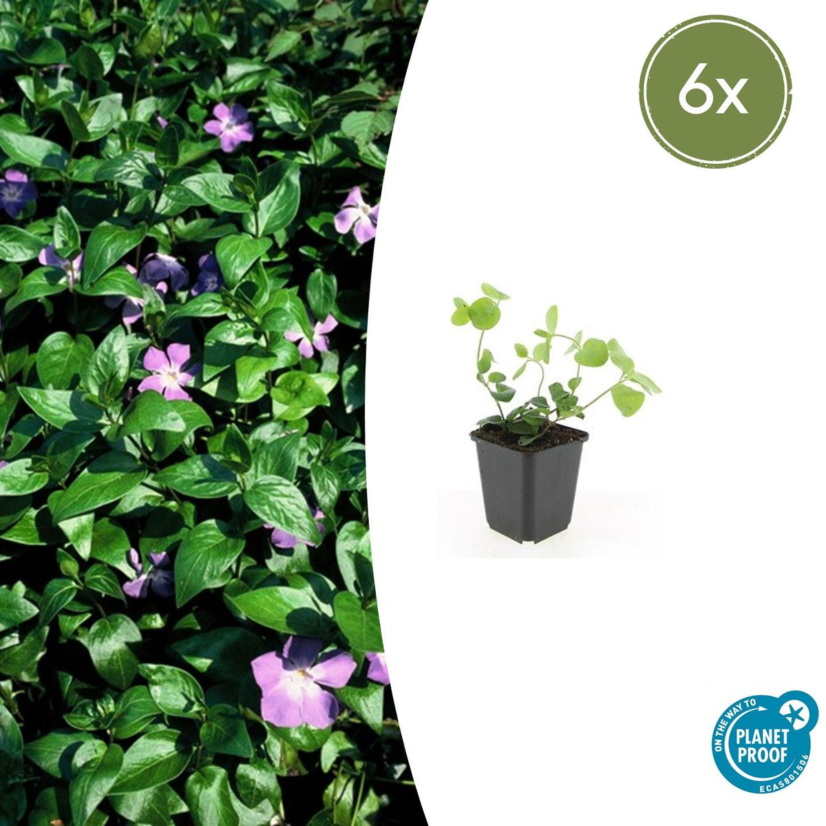 Grote maagdenpalm (Vinca major) - set van 6 – voor tuin & terras