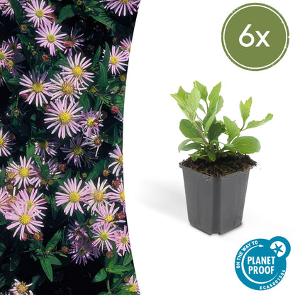 Herfstaster 'Asran' - set van 6 – voor tuin & terras