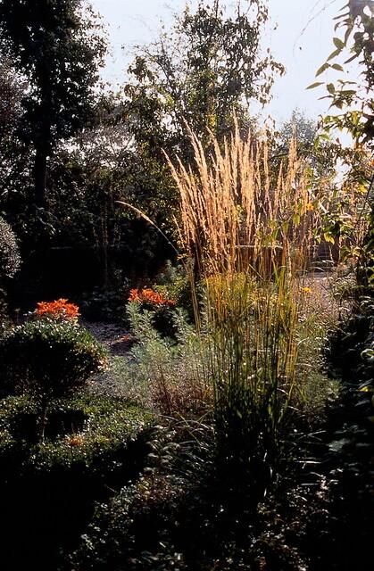 Struisriet 'Karl Foerster' - set van 6 – voor tuin & terras