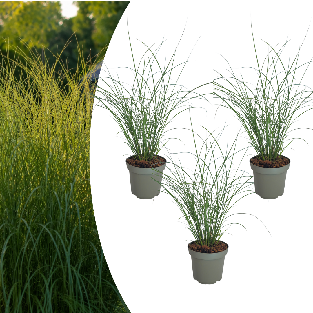 Prachtriet 'Gracillimus' - set van 3 – voor tuin & terras