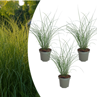 Prachtriet 'Gracillimus' - set van 3 – voor tuin & terras