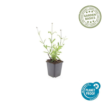 IJzerhard 'Lollipop' - set van 6 – voor tuin & terras