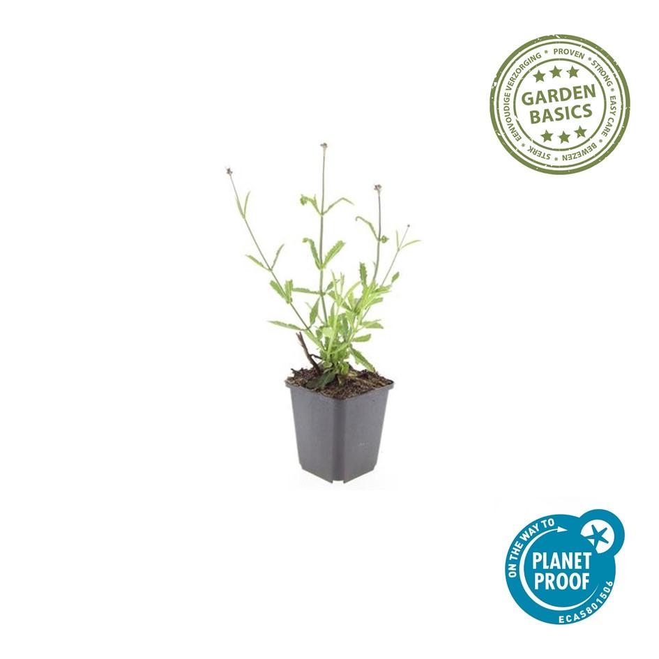 IJzerhard 'Lollipop' - set van 6 – voor tuin & terras