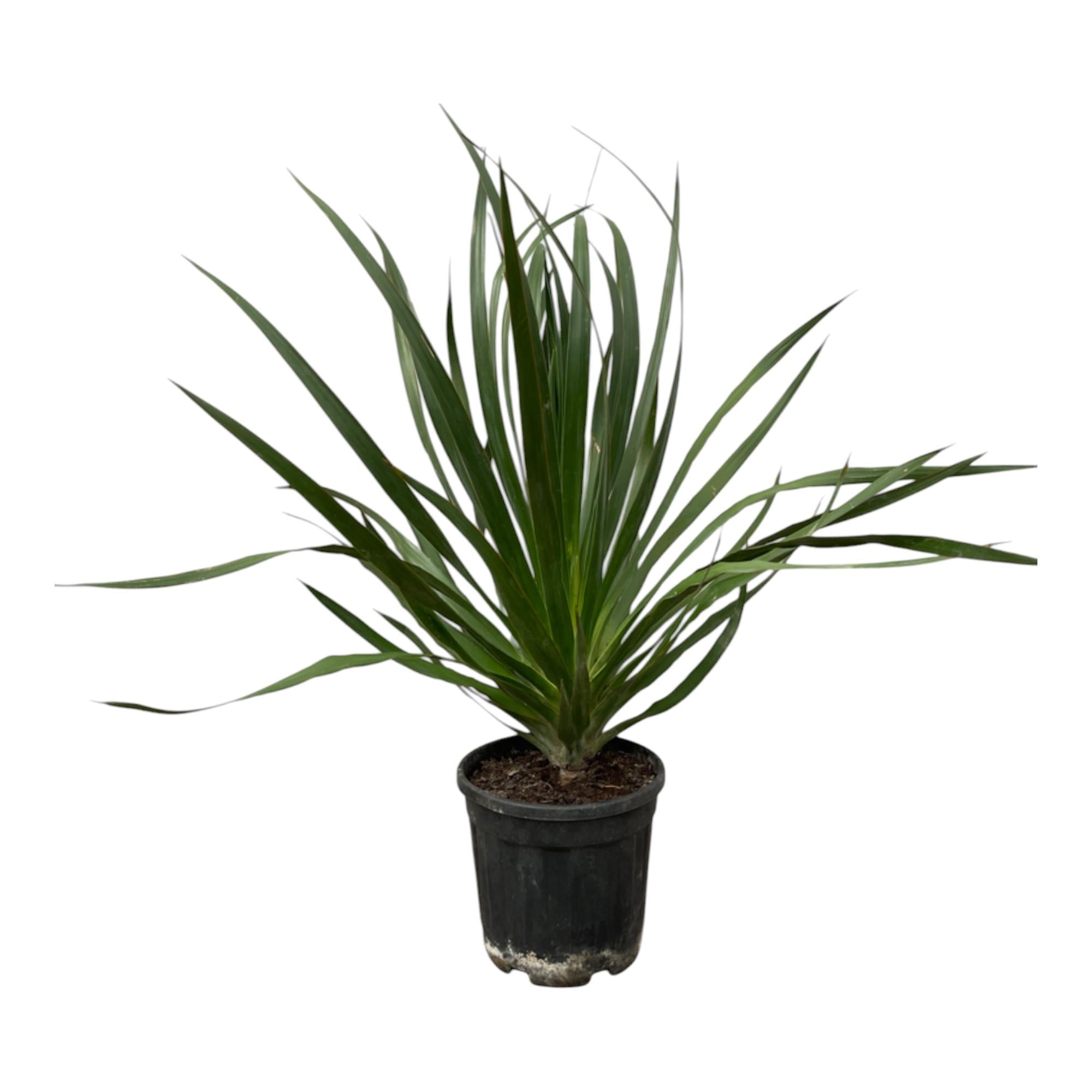 Drakenbloedboom - 100 cm