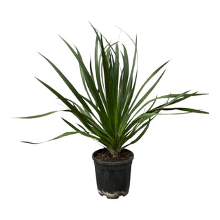 Drakenbloedboom - 100 cm – voor tuin & terras