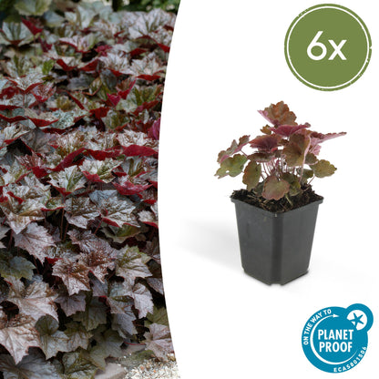 Purperklokje 'Palace Purple' (Heuchera)