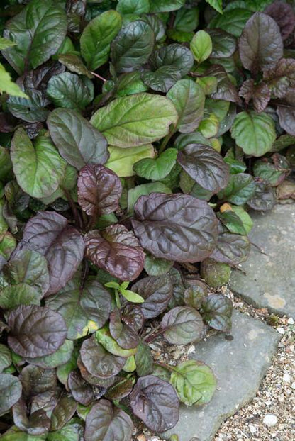 Kruipend zenegroen 'Catlin's Giant' - set van 6 – voor tuin & terras