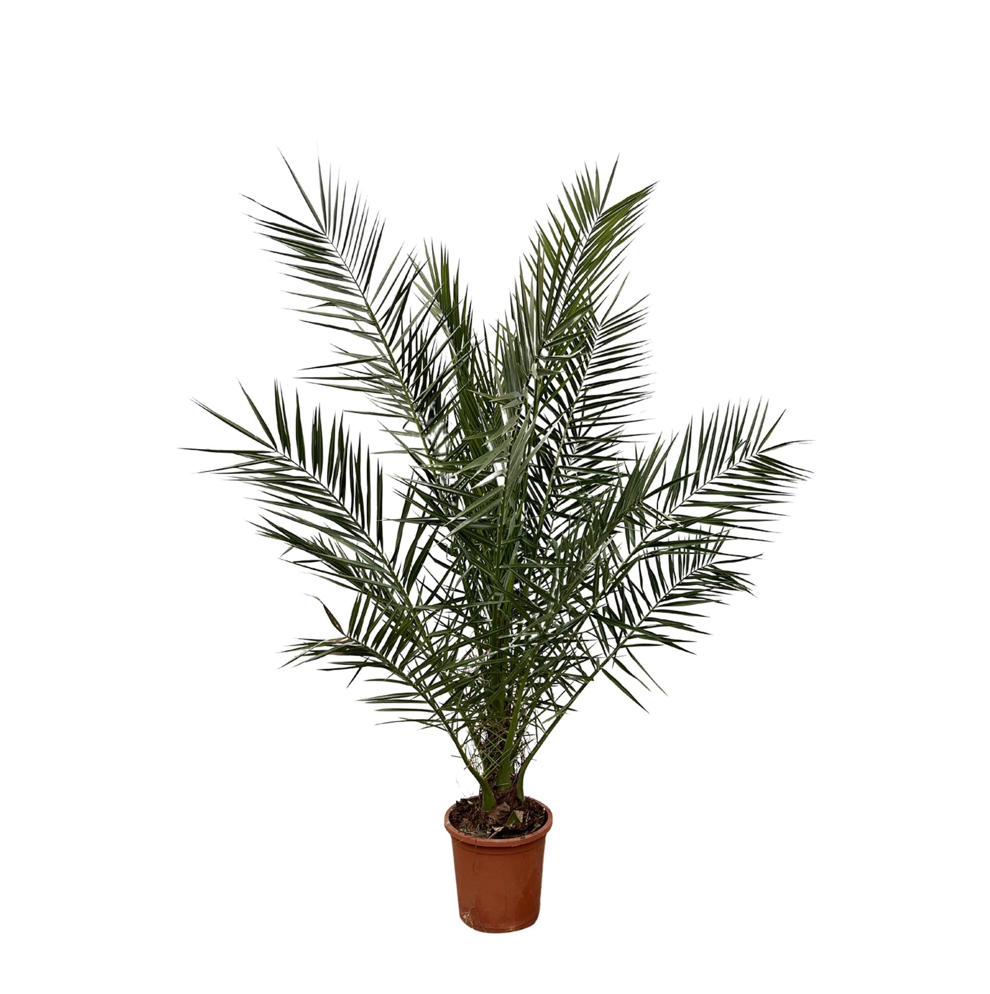 Dadelpalm Phoenix 170 cm