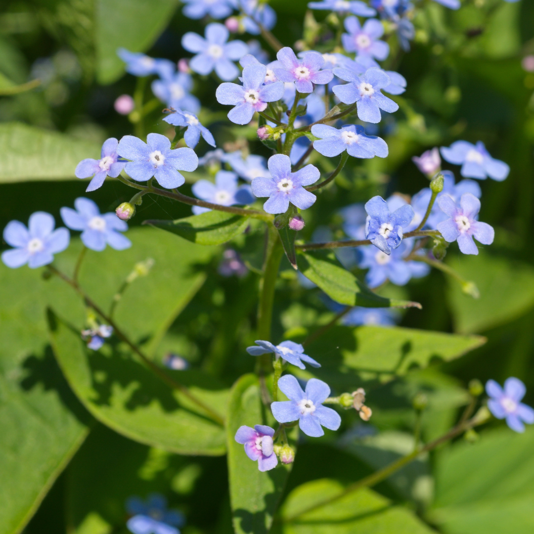 Kaukasisch vergeet-mij-nietje (Brunnera) - set van 6 – voor tuin & terras