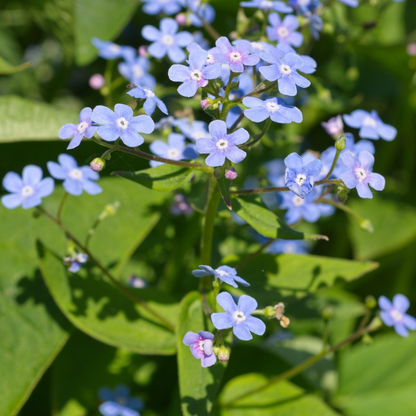 Kaukasisch vergeet-mij-nietje (Brunnera) - set van 6 – voor tuin & terras
