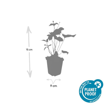Herfstanemoon 'Honorine Jobert' - set van 6 – voor tuin & terras