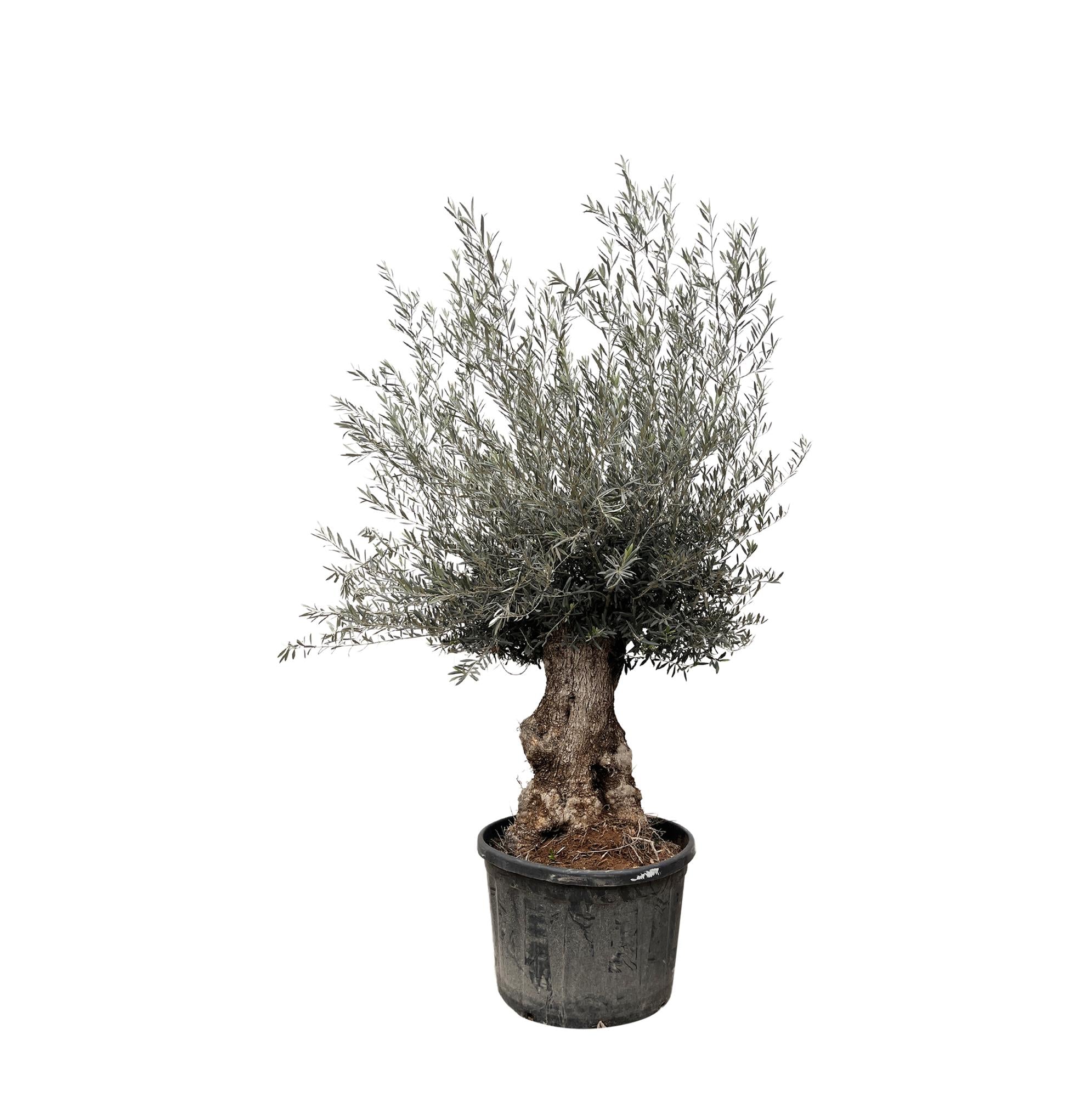 Olijfboom bonsai - 270 cm
