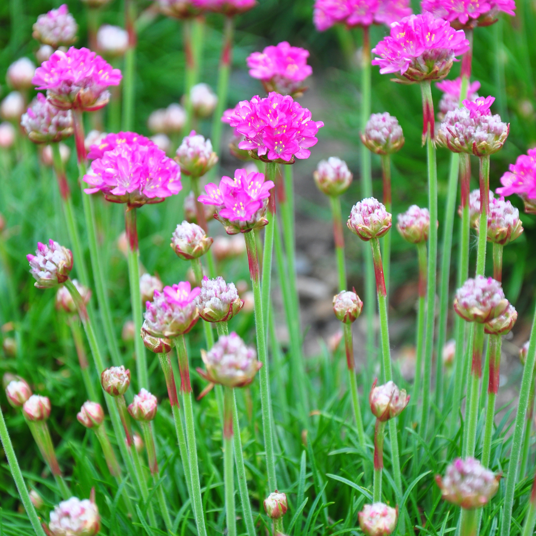 Engels gras 'Splendens' - set van 6 – voor tuin & terras