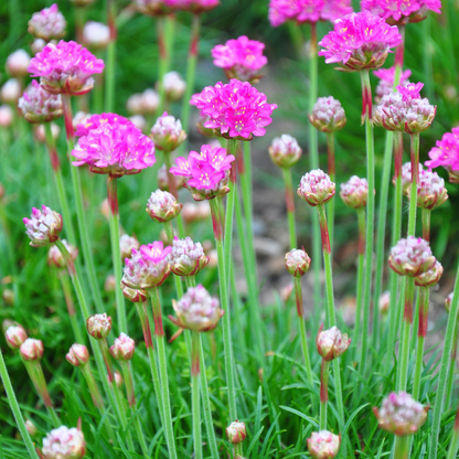 Engels gras 'Splendens' - set van 6 – voor tuin & terras