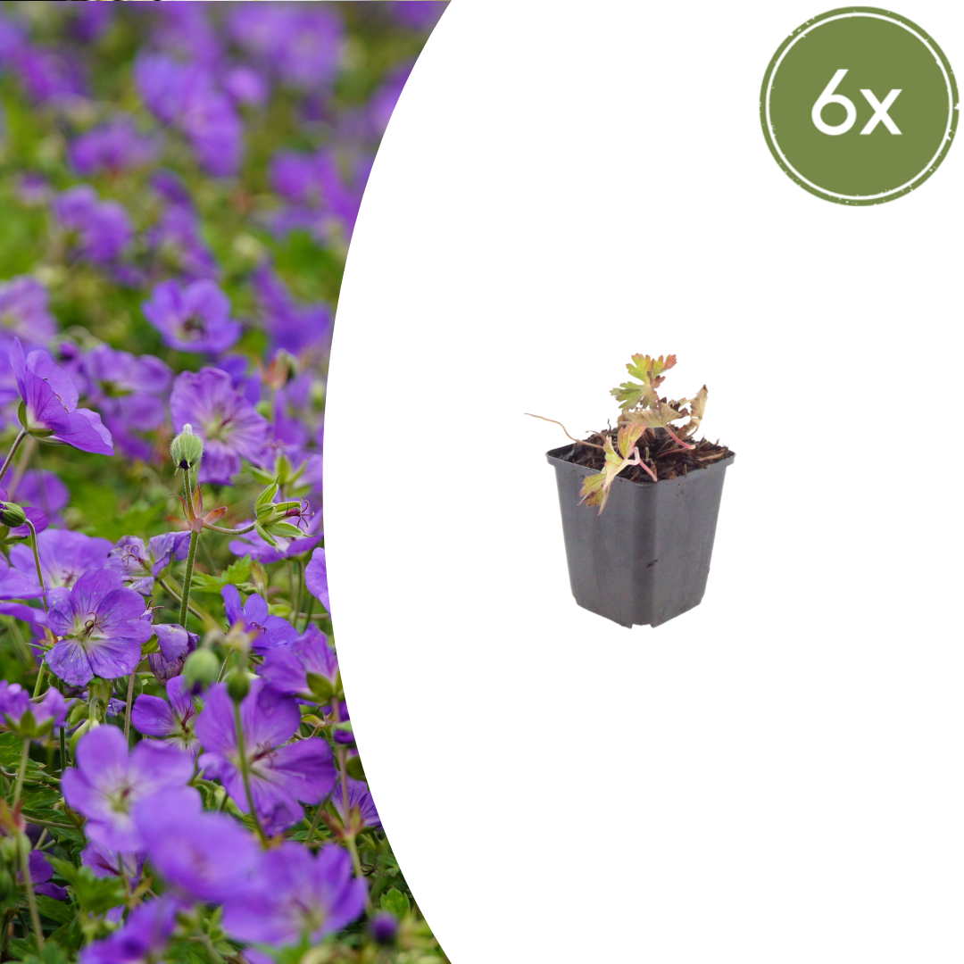 Ooievaarsbek 'Azure Rush' - set van 6 – voor tuin & terras