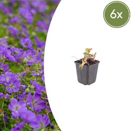 Ooievaarsbek 'Azure Rush' - set van 6 – voor tuin & terras